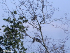 Patagioenas araucana