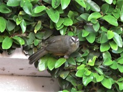 Montecincla fairbanki