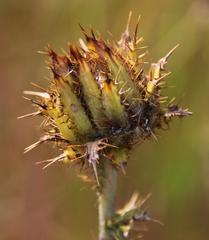 Berkheya decurrens
