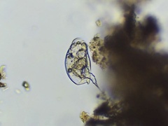 Colurella