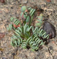Albuca spiralis