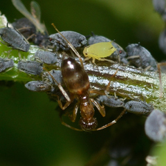 Nylanderia vividula