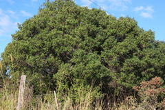 Diospyros lycioides lycioides