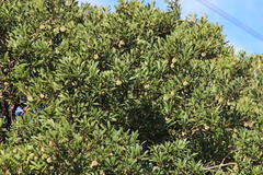 Diospyros lycioides lycioides