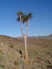 Aloidendron