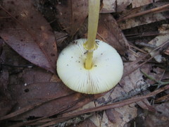Amanita flavivolva