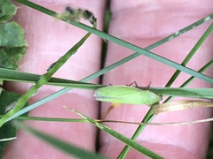 Draeculacephala antica