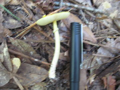 Amanita flavivolva
