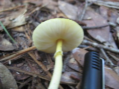 Amanita flavivolva