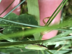 Draeculacephala antica