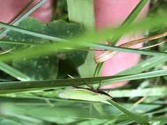 Draeculacephala antica