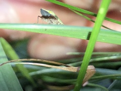 Draeculacephala antica