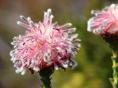 Paranomus longicaulis