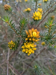 Pultenaea stipularis