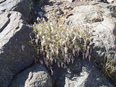 Sericocoma