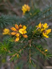 Pultenaea stipularis
