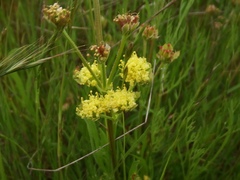 Lomatium caruifolium