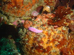 Dermatobranchus albineus