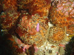 Dermatobranchus albineus