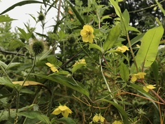 Lysimachia hybrida