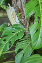 Monstera adansonii