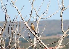 Emberiza capensis capensis