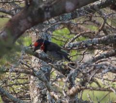 Lybius torquatus torquatus