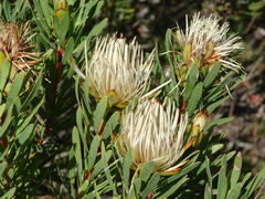 Protea lanceolata