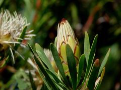 Protea lanceolata