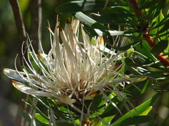 Protea lanceolata
