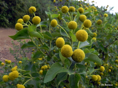 Podanthus ovatifolius