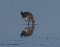 Tringa totanus totanus