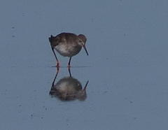 Tringa totanus totanus