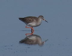 Tringa totanus totanus