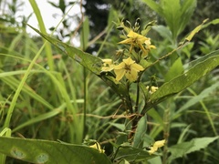 Lysimachia hybrida
