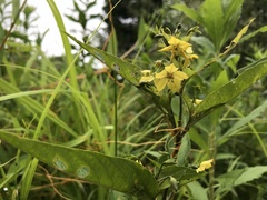 Lysimachia hybrida