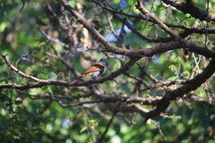 Terpsiphone viridis plumbeiceps