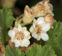 Physocarpus alternans