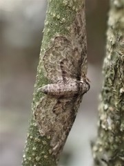 Sigilliclystis insigillata