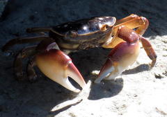 Cyclograpsus punctatus