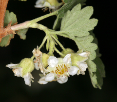Physocarpus alternans