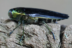 Colobogaster
