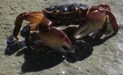 Cyclograpsus punctatus
