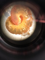 Cirratulus grandis