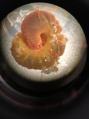 Cirratulus grandis