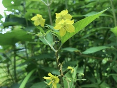 Lysimachia hybrida