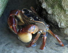 Cyclograpsus punctatus