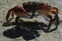 Cyclograpsus punctatus