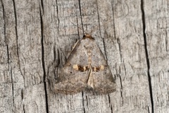 Hyperstrotia flaviguttata