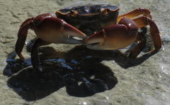 Cyclograpsus punctatus